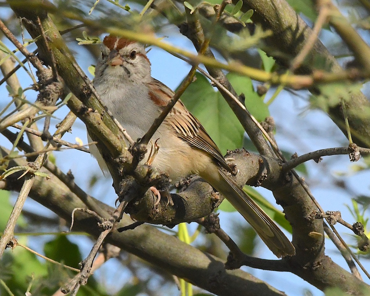 Rufous-winged Sparrow - ML512447241