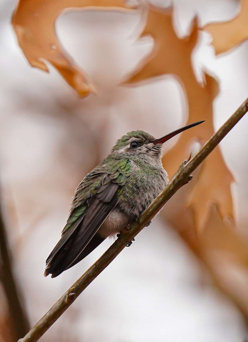 Broad-billed Hummingbird - ML512449291