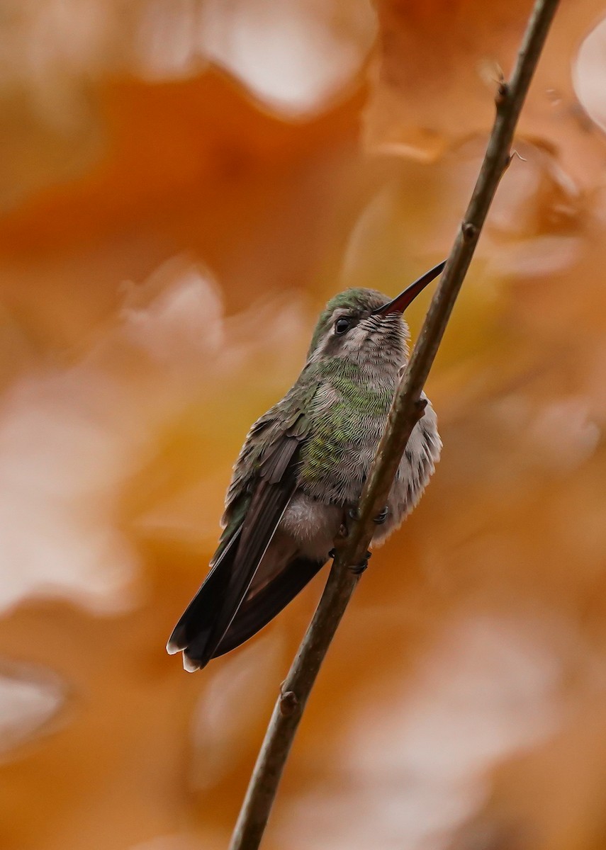 Broad-billed Hummingbird - ML512449311