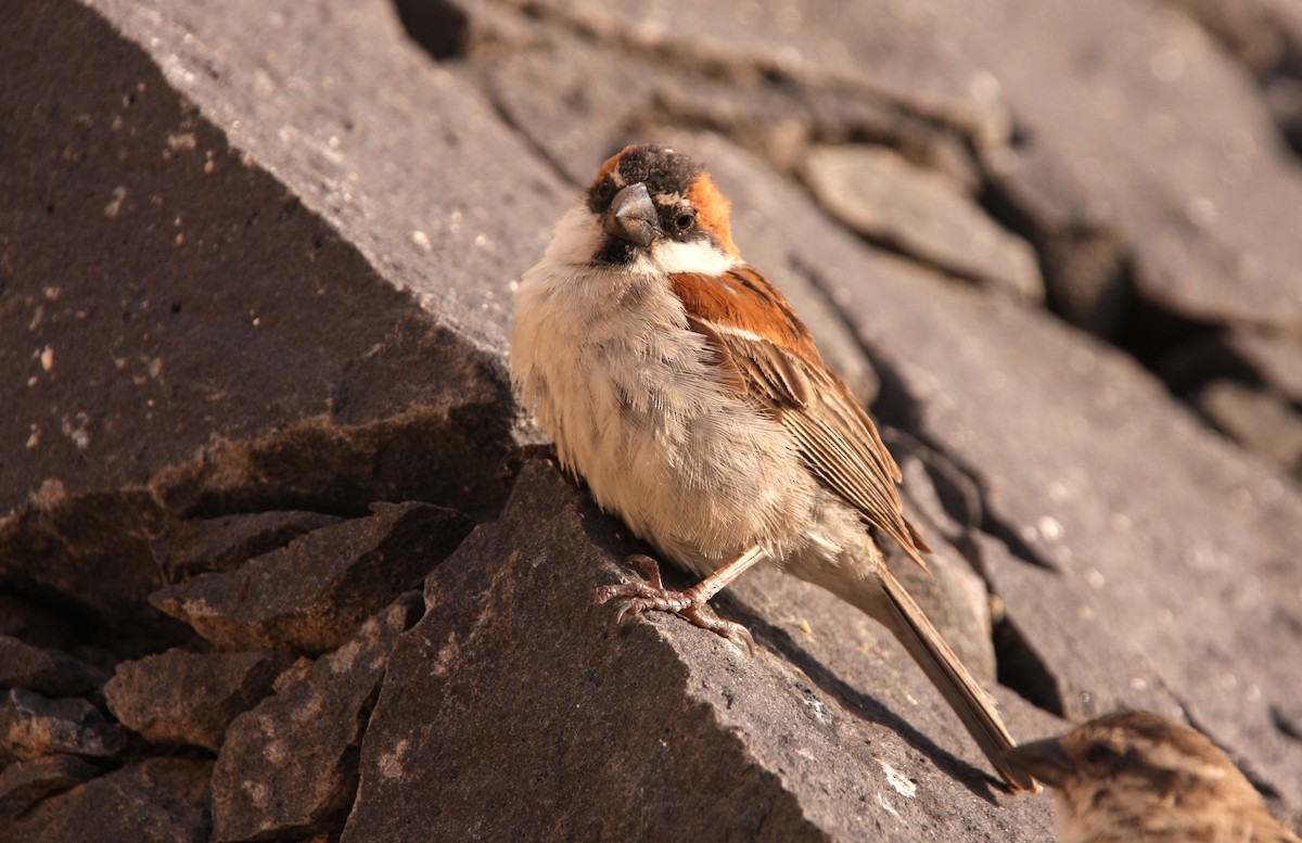 Cape Verde Sparrow - ML512450551