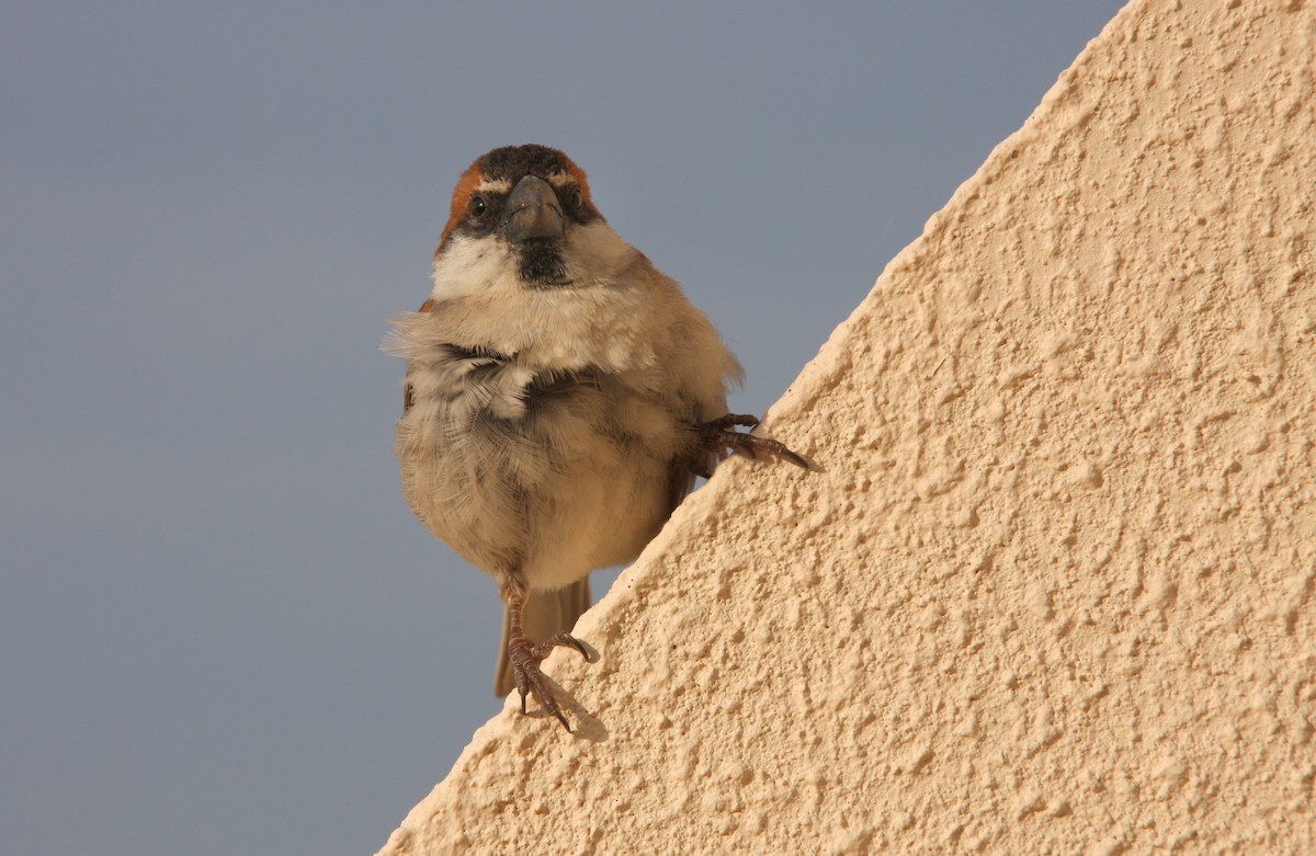 Cape Verde Sparrow - Hans-Jürgen Kühnel