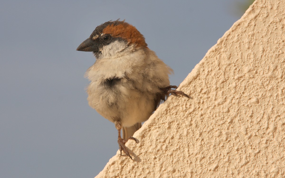 Cape Verde Sparrow - ML512450861