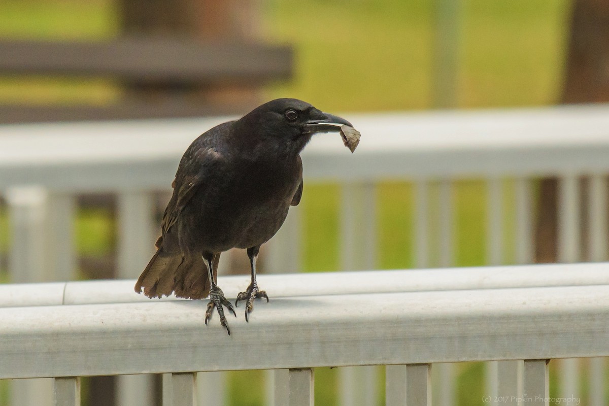 American Crow - Tal Pipkin