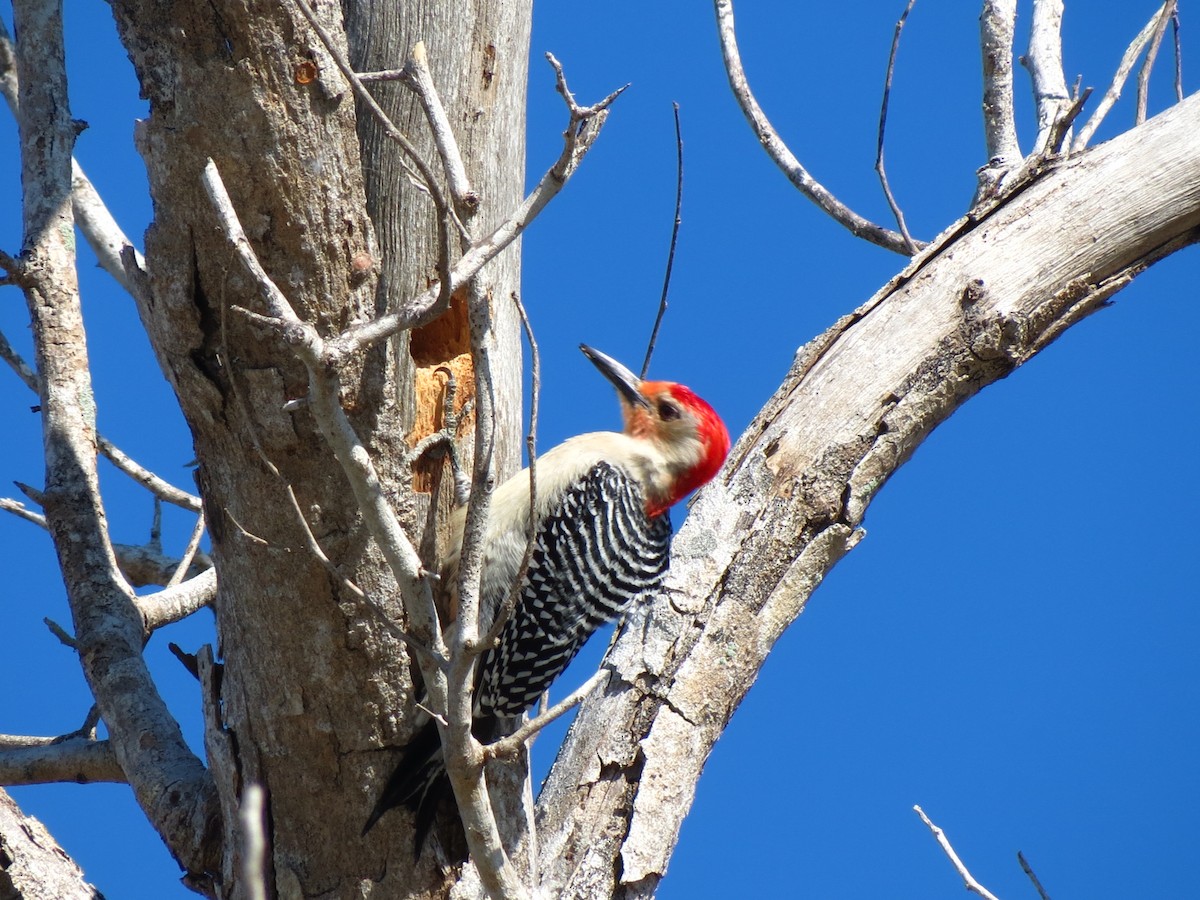 Red-bellied Woodpecker - ML51245921