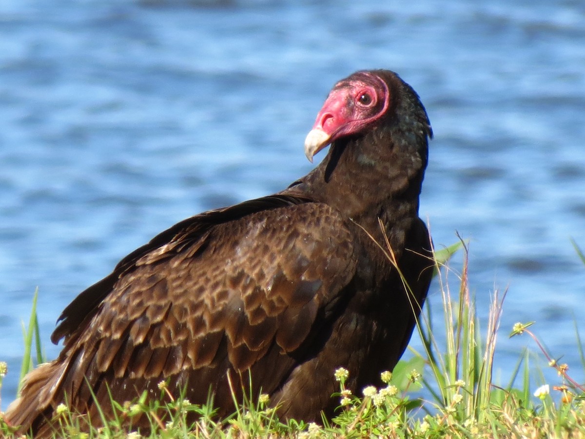 Turkey Vulture - Nancy Price