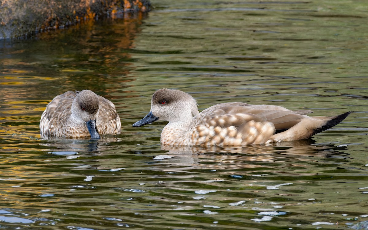 Crested Duck - ML512461871
