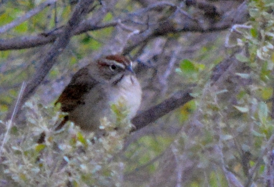 Rufous-crowned Sparrow - ML51246431