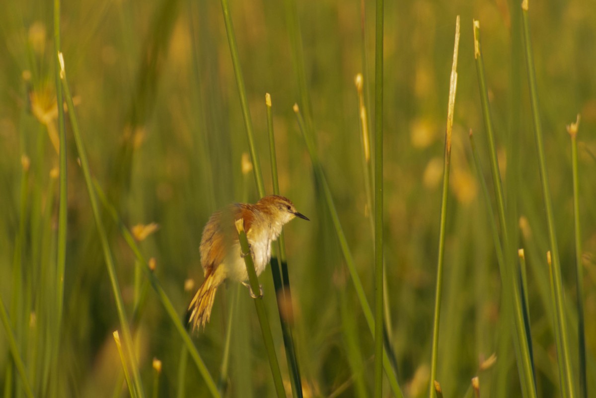 Yellow-chinned Spinetail - ML512467231