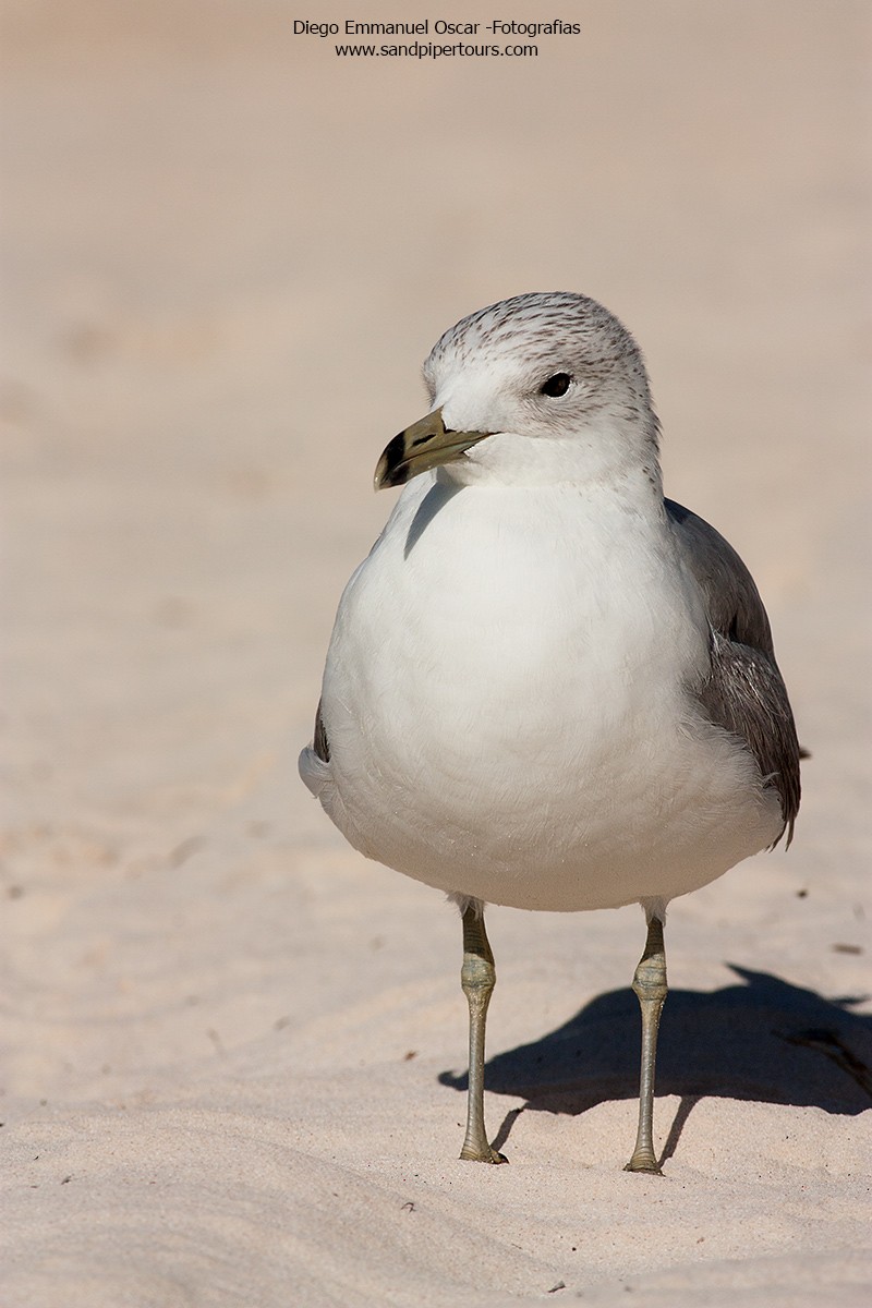 Ring-billed Gull - Diego Oscar / Sandpiper Birding & Tours