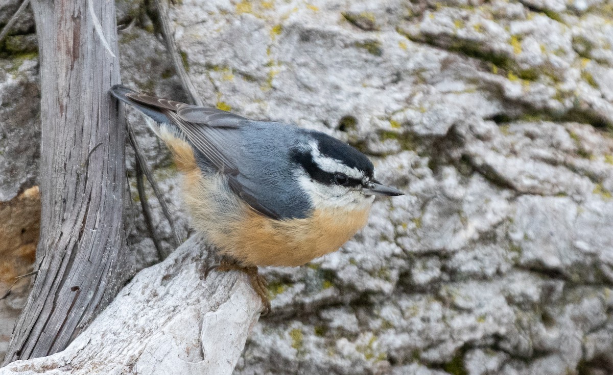 Red-breasted Nuthatch - ML512471361