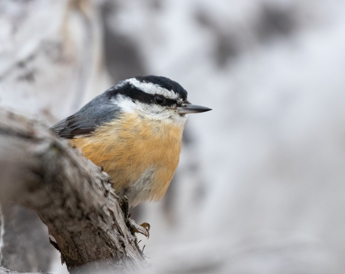 Red-breasted Nuthatch - ML512471371