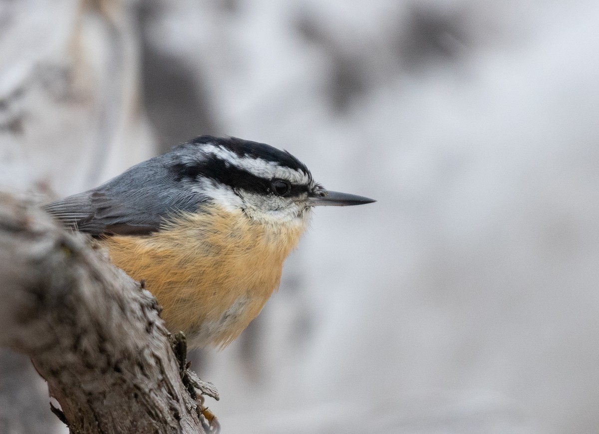 Red-breasted Nuthatch - ML512471381
