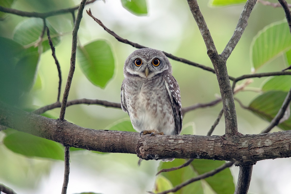 Spotted Owlet - 独行虾 Bird.soong