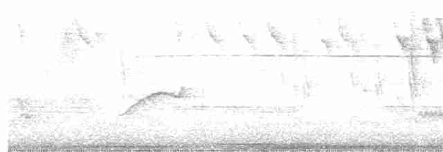Band-tailed Manakin - ML512475911
