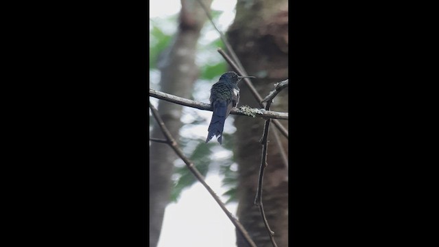 Swallow-tailed Hummingbird - ML512476121