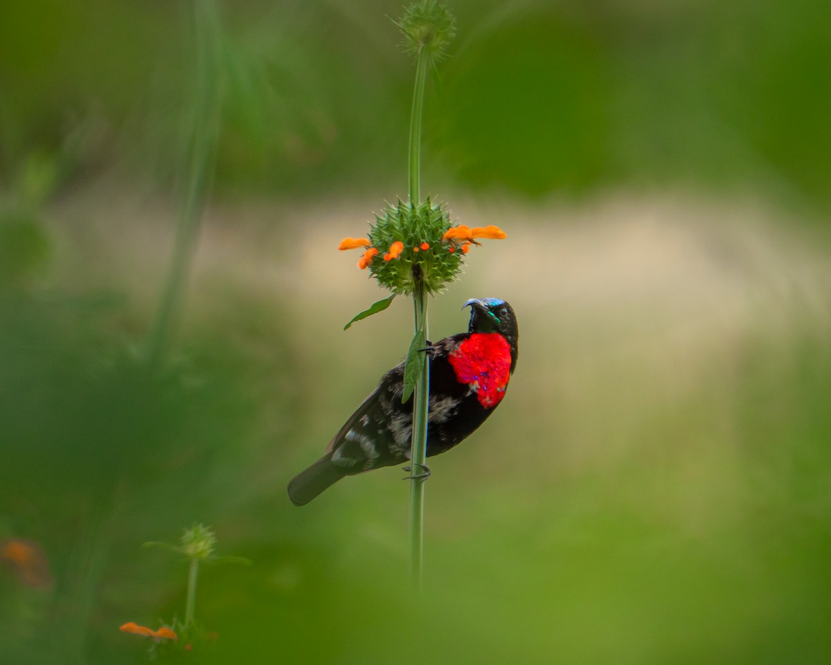 Scarlet-chested Sunbird - ML512476221