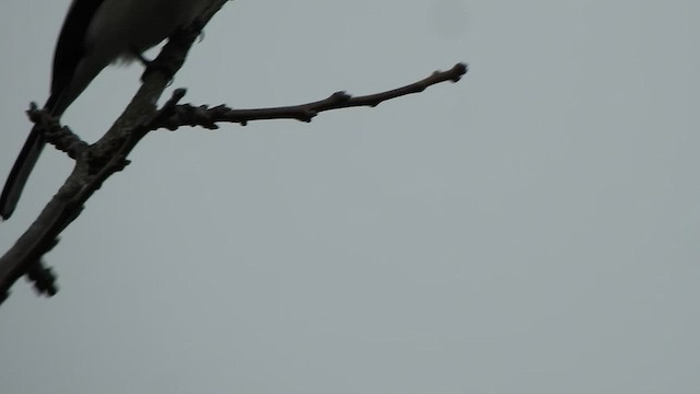Bar-winged Flycatcher-shrike - ML512476901