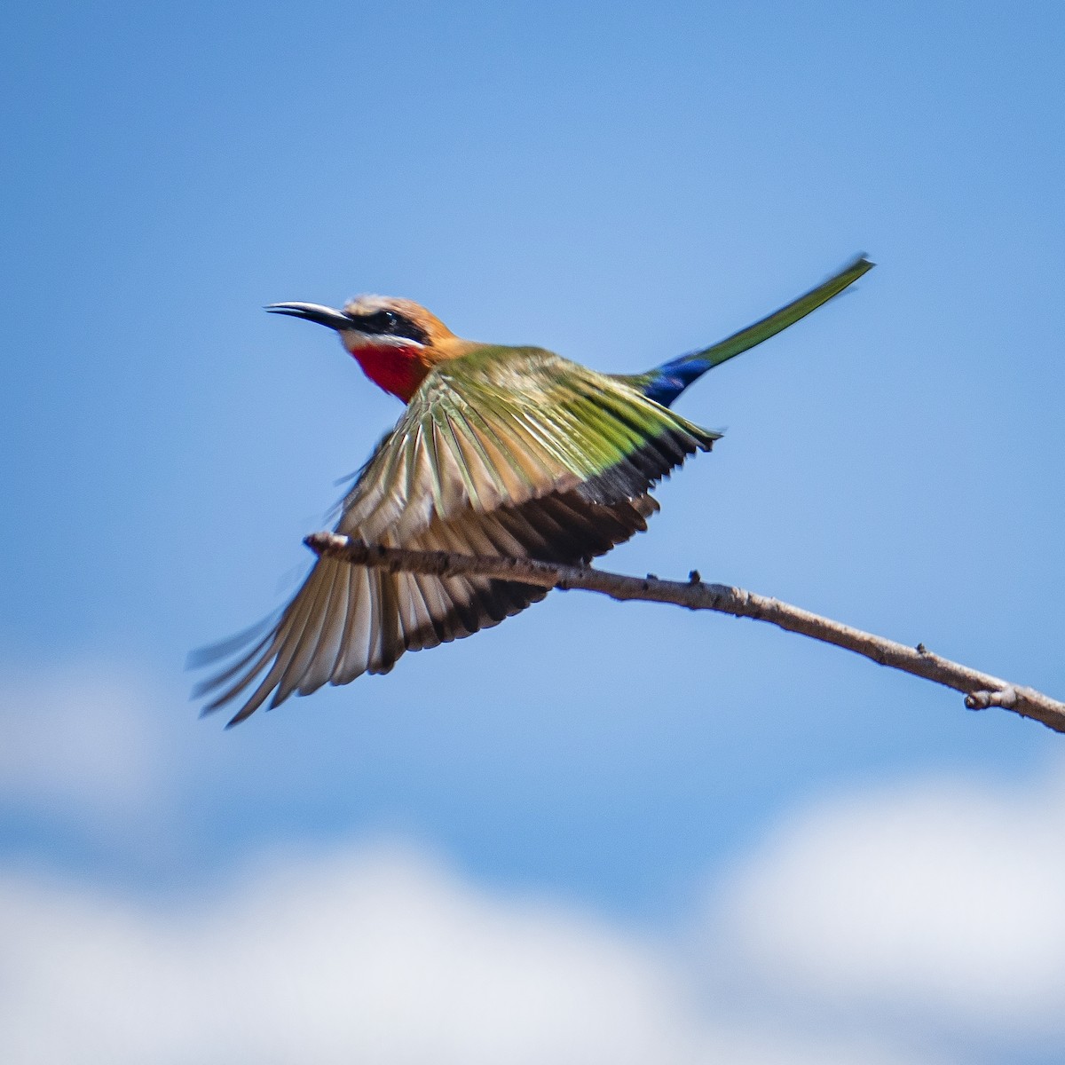 White-fronted Bee-eater - ML512477731