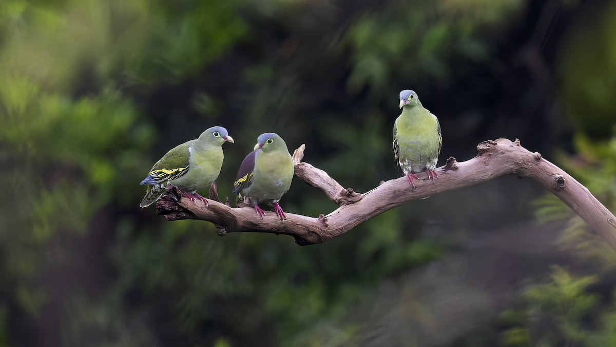 Thick-billed Green-Pigeon - ML512479041