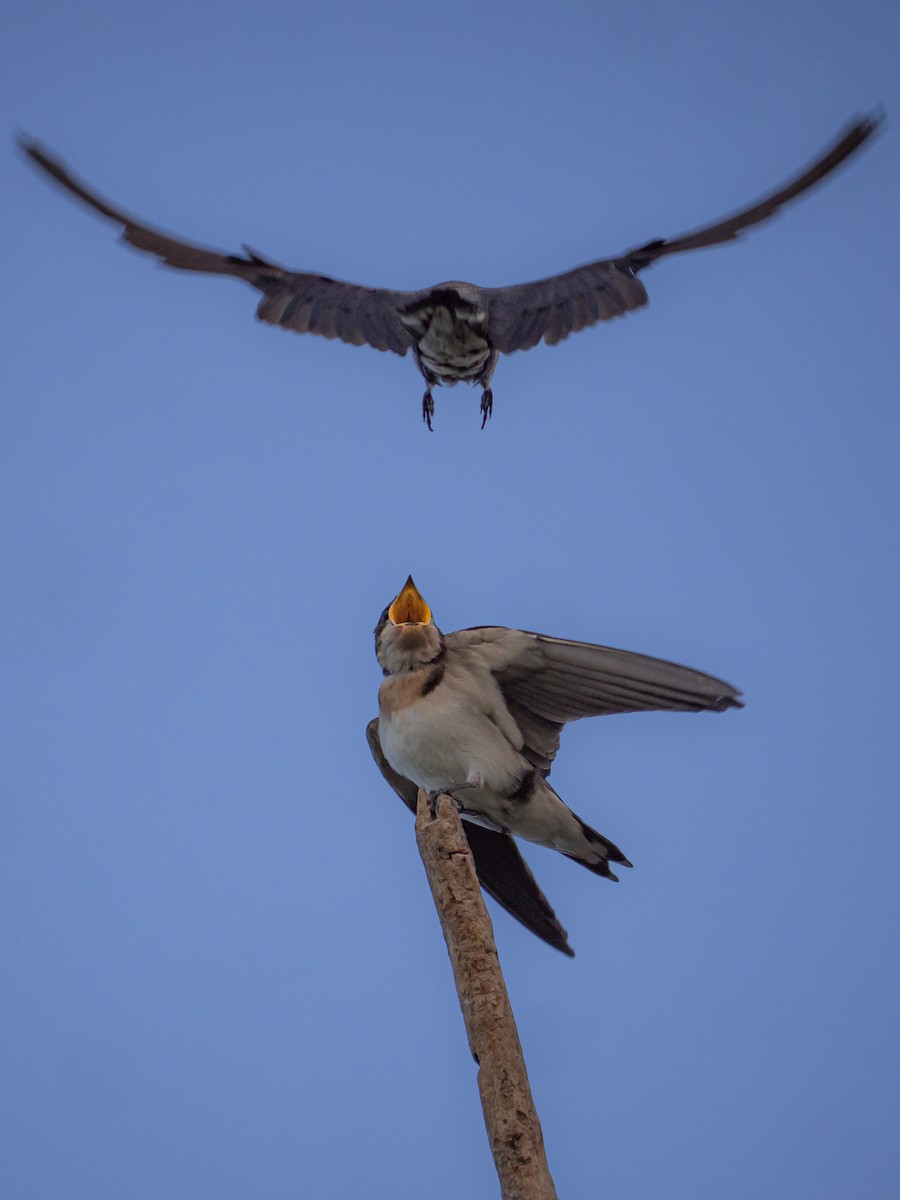 Wire-tailed Swallow - ML512479101