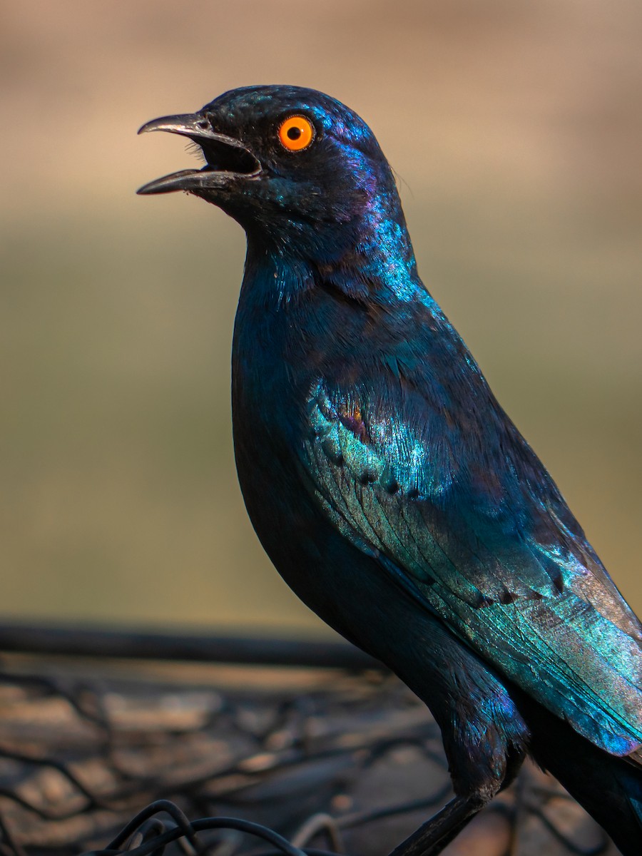 Greater Blue-eared Starling - ML512482831