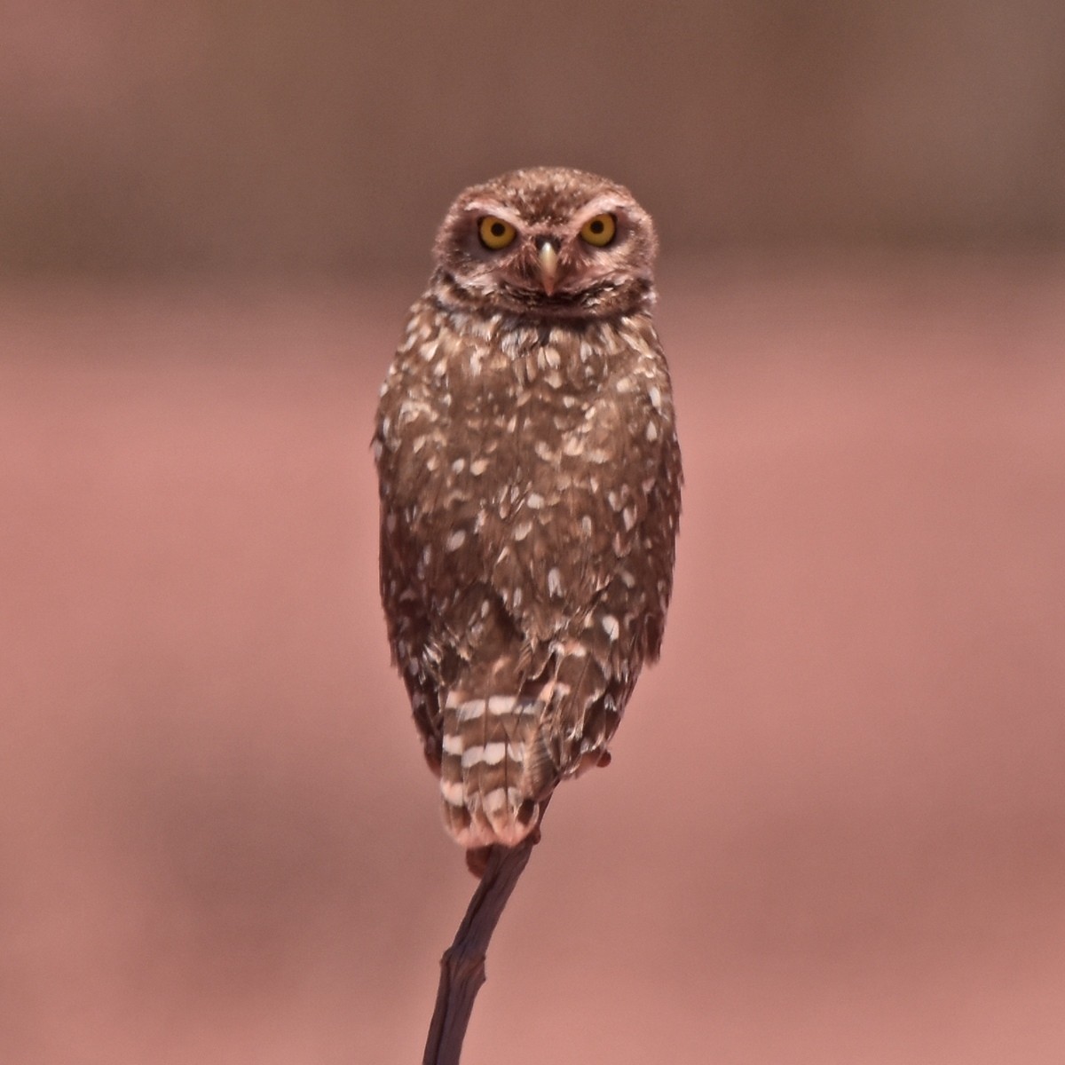 Burrowing Owl - ML512484211