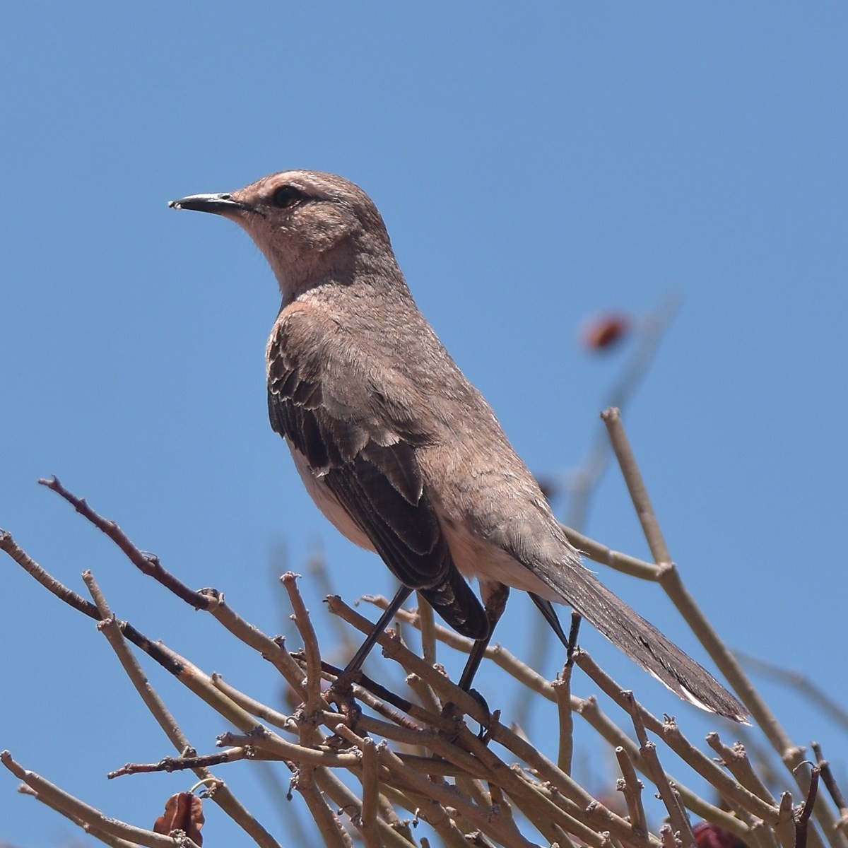Patagonian Mockingbird - ML512484391