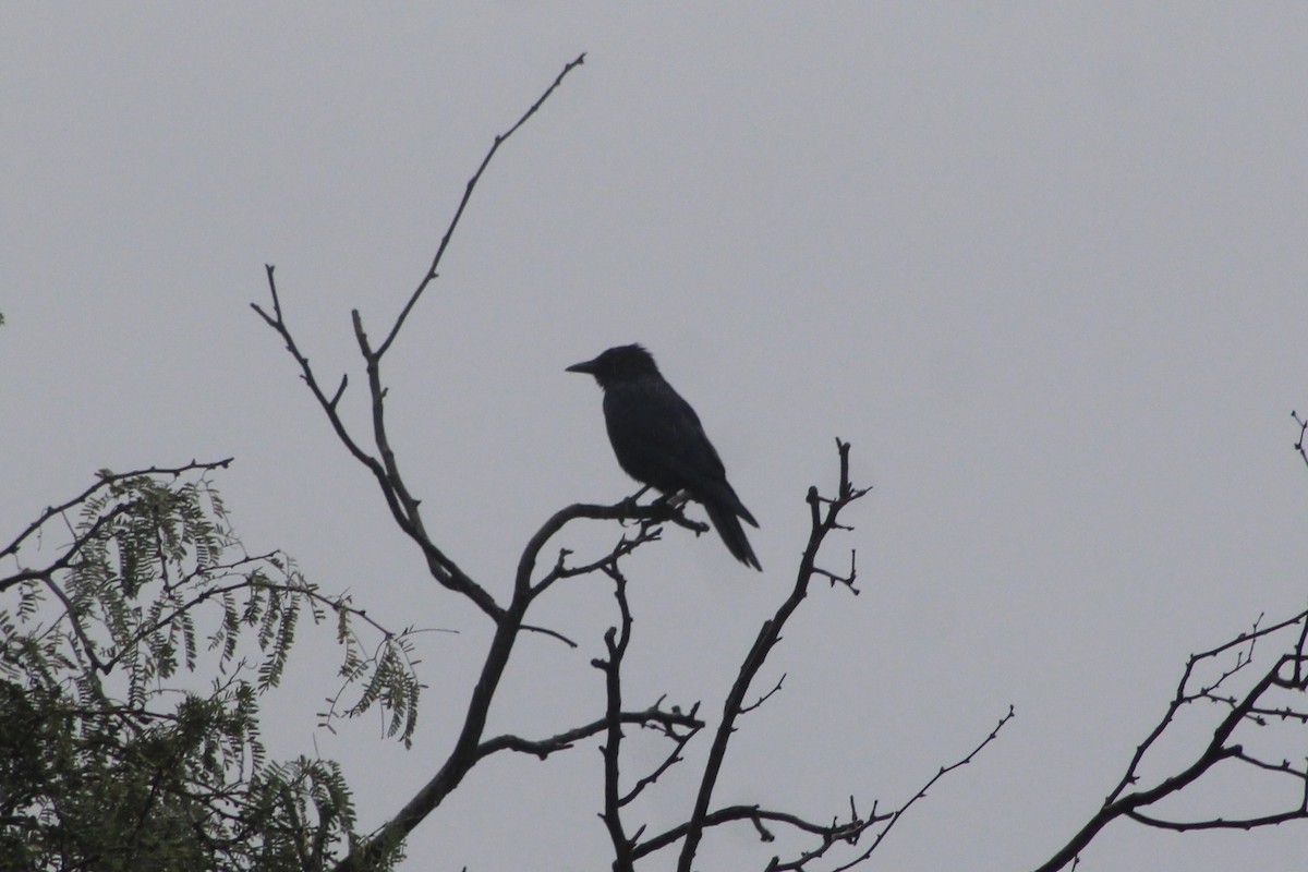 Sinaloa Crow - ML512507181