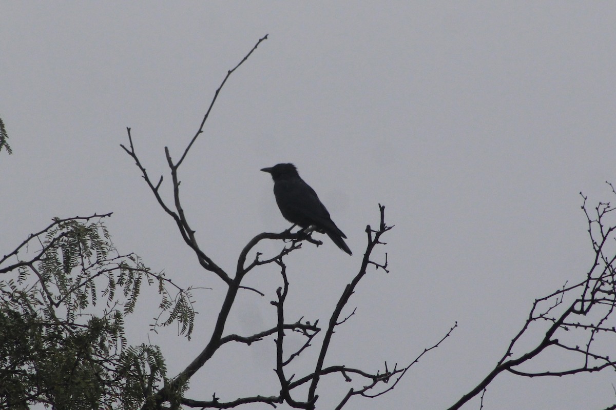 Sinaloa Crow - ML512507191