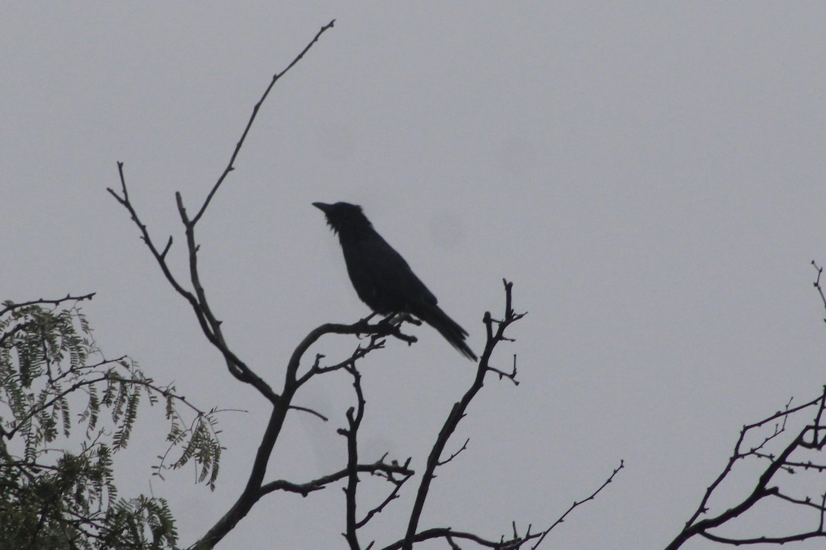 Sinaloa Crow - ML512507201