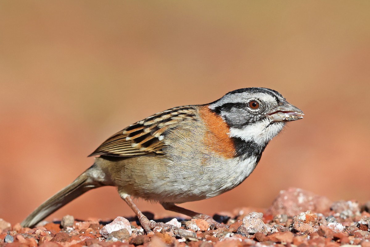 Rufous-collared Sparrow - ML512508171
