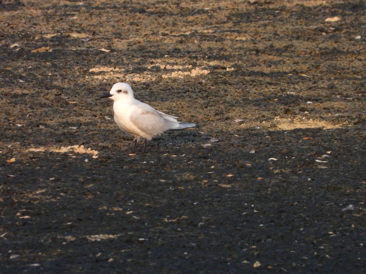Gull-billed Tern - Daria Vashunina