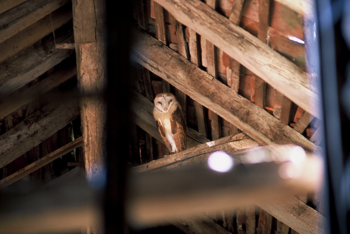 Barn Owl (Eurasian) - ML512511331