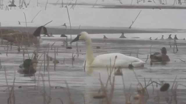 Tundra Swan (Whistling) - ML512511661