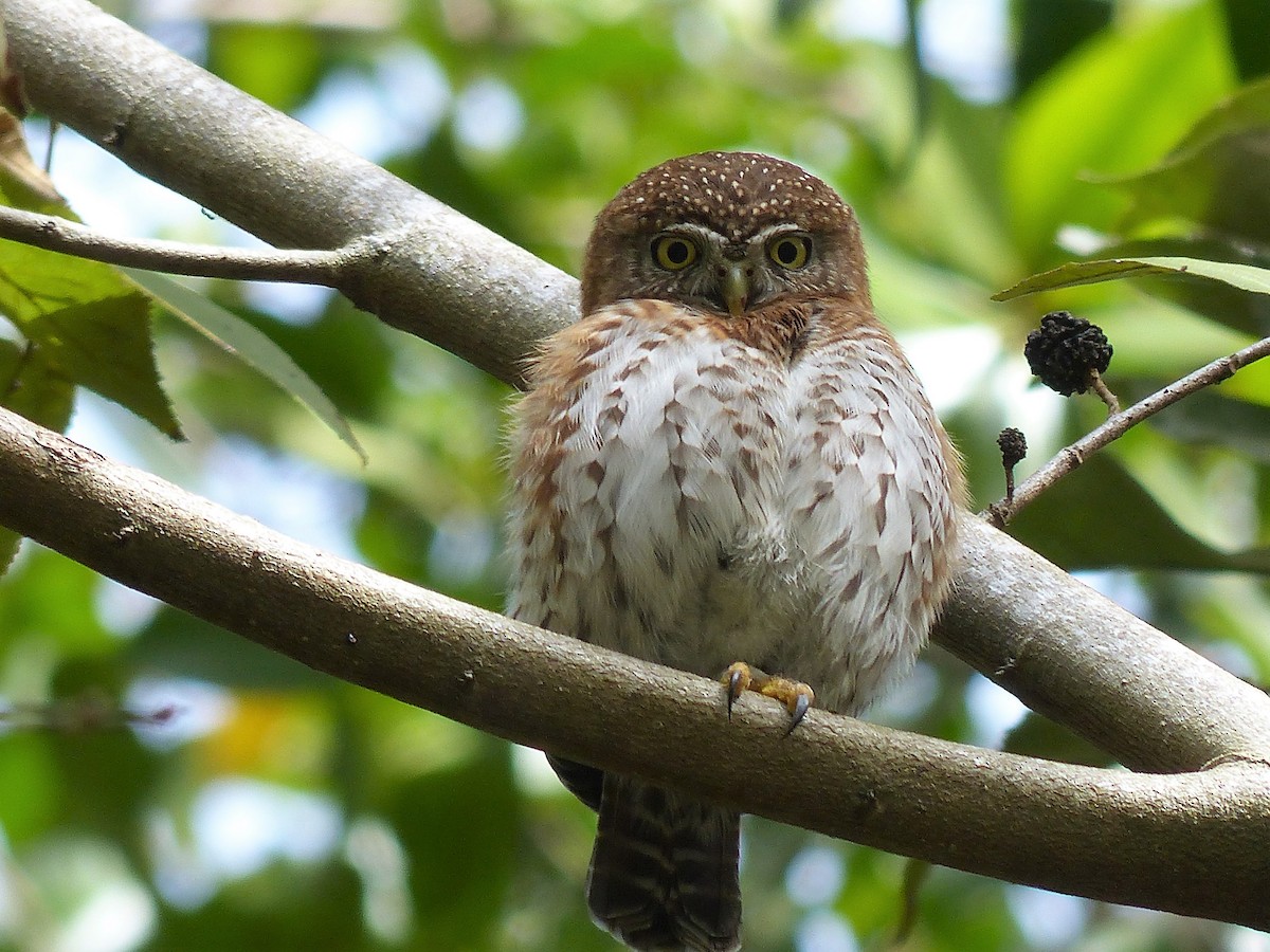 Cuban Pygmy-Owl - Warren Dunlop