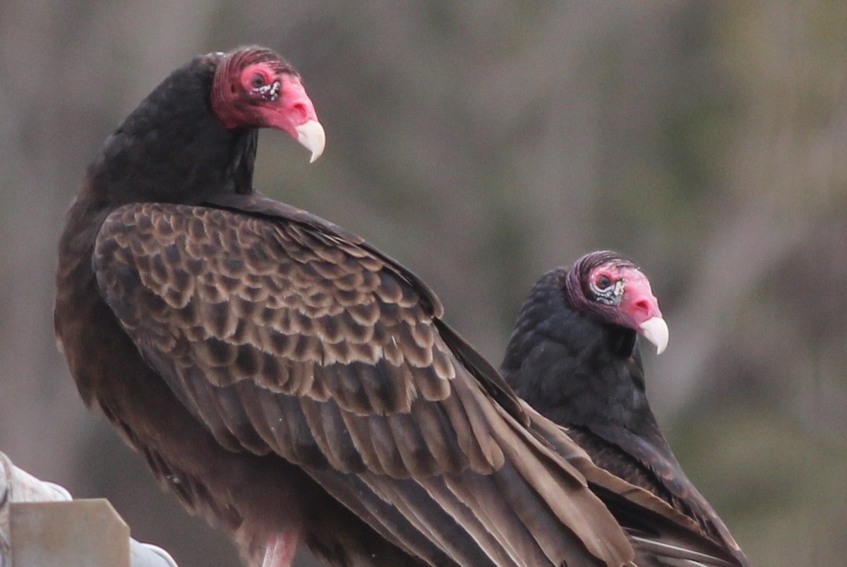 Turkey Vulture - Margaret Viens