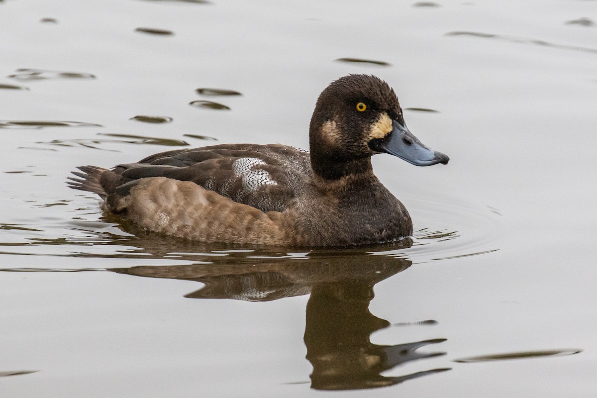 Greater Scaup - ML512516691