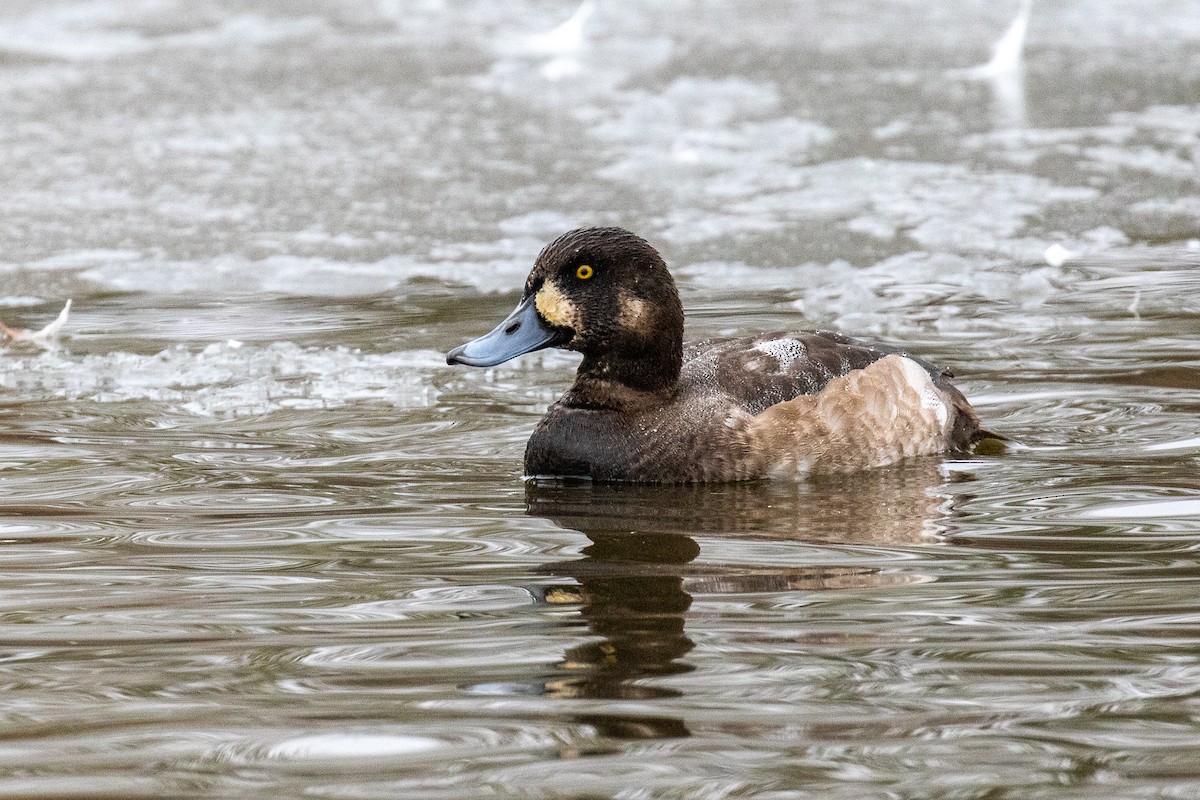 Greater Scaup - ML512517711