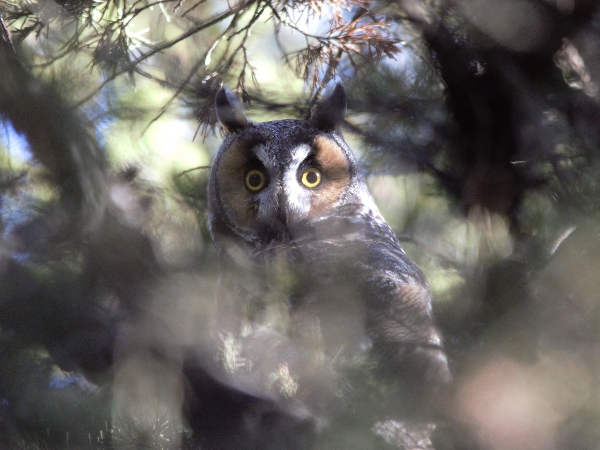 Long-eared Owl - Ben Baldwin