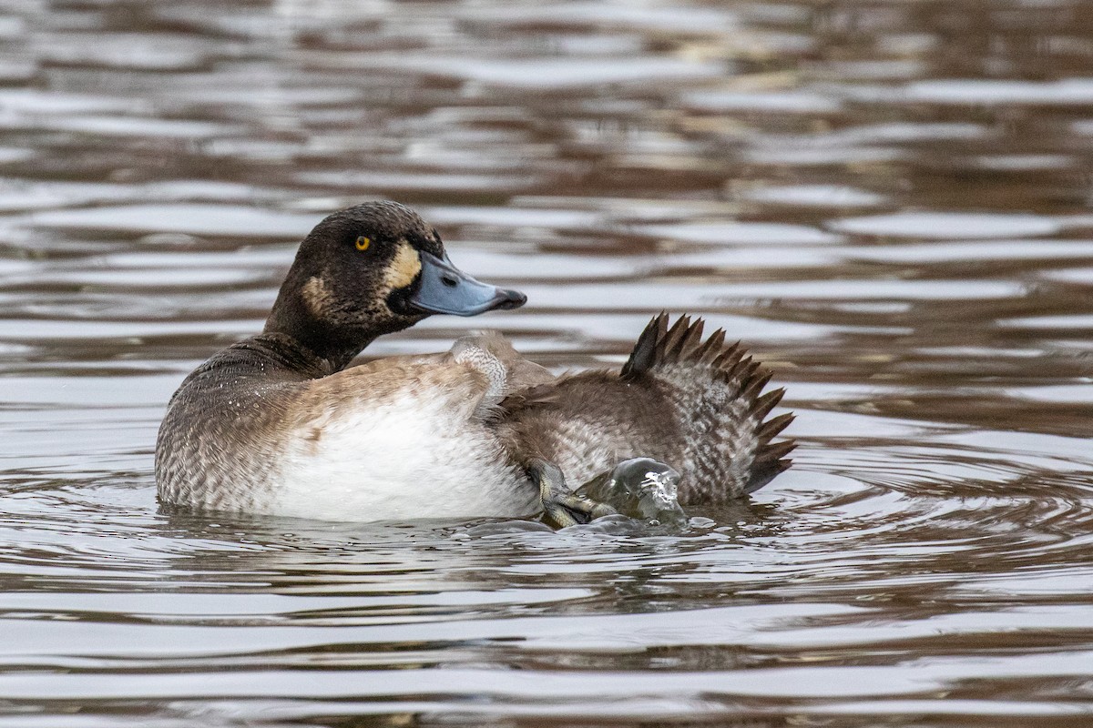 Greater Scaup - ML512518281