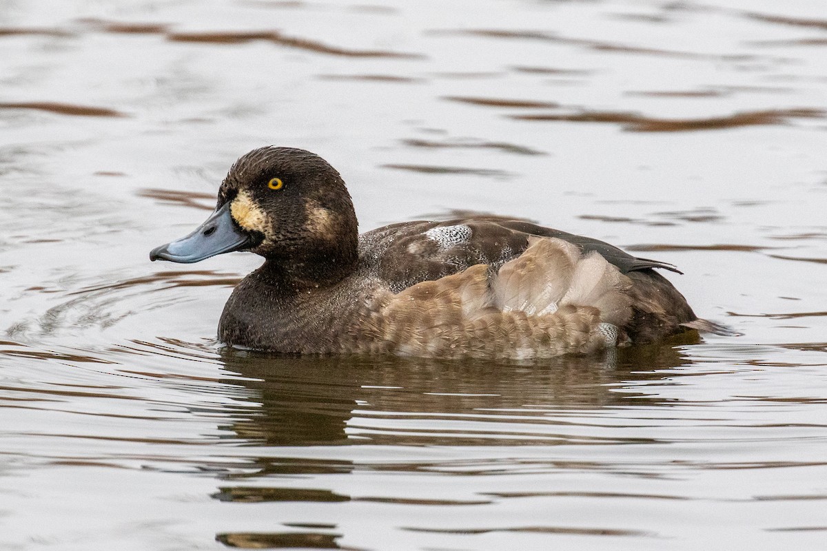Greater Scaup - ML512519631