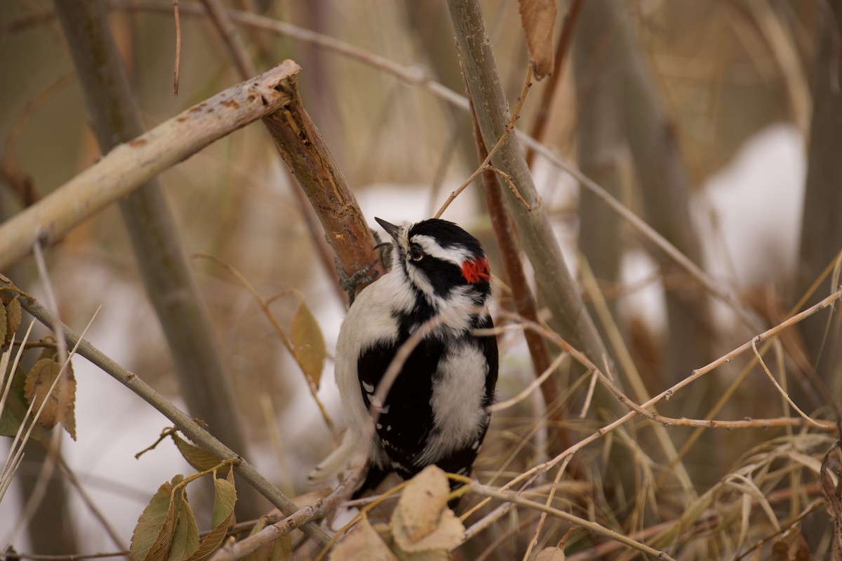 Downy Woodpecker - ML512522341