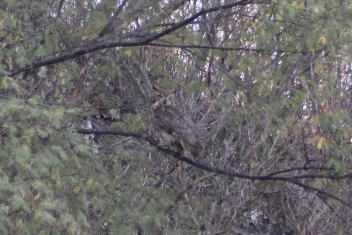 Great Horned Owl - ML512522521