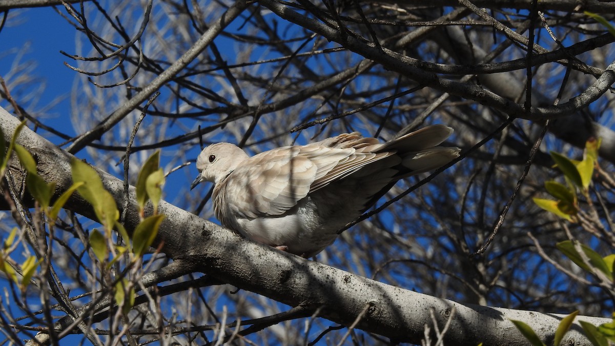 African Collared-Dove - ML512523271