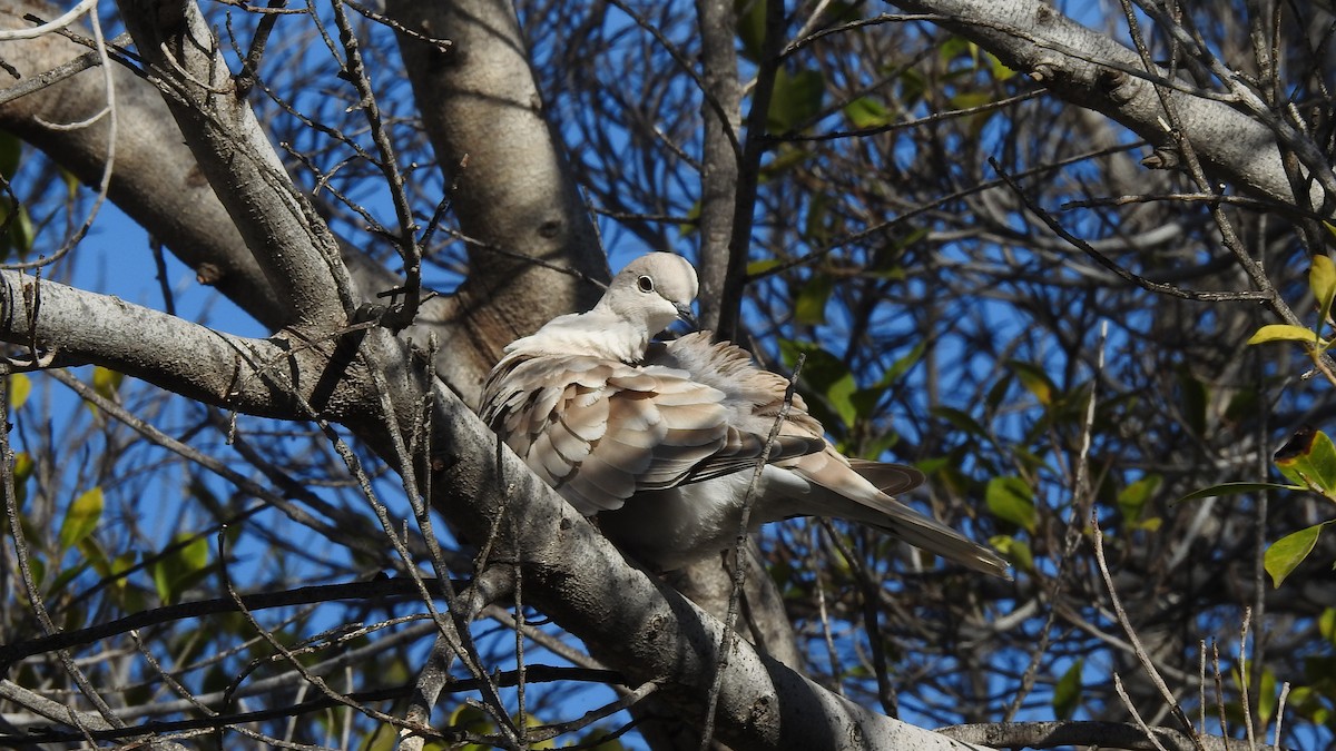 African Collared-Dove - ML512523281