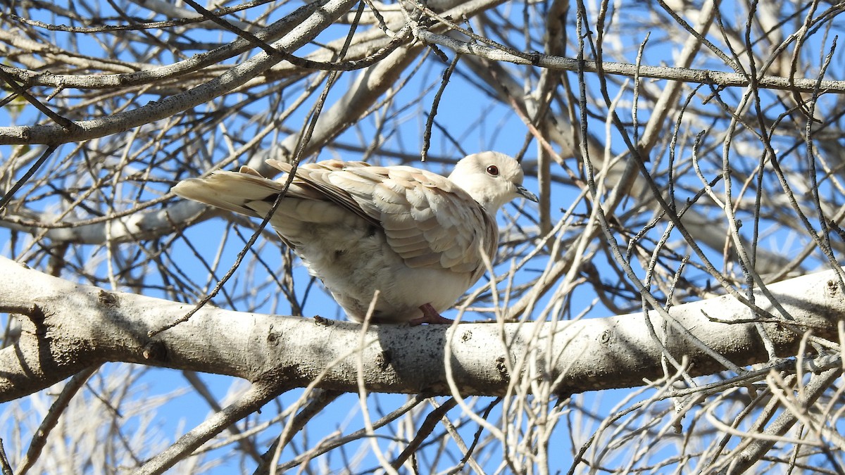 African Collared-Dove - ML512523301
