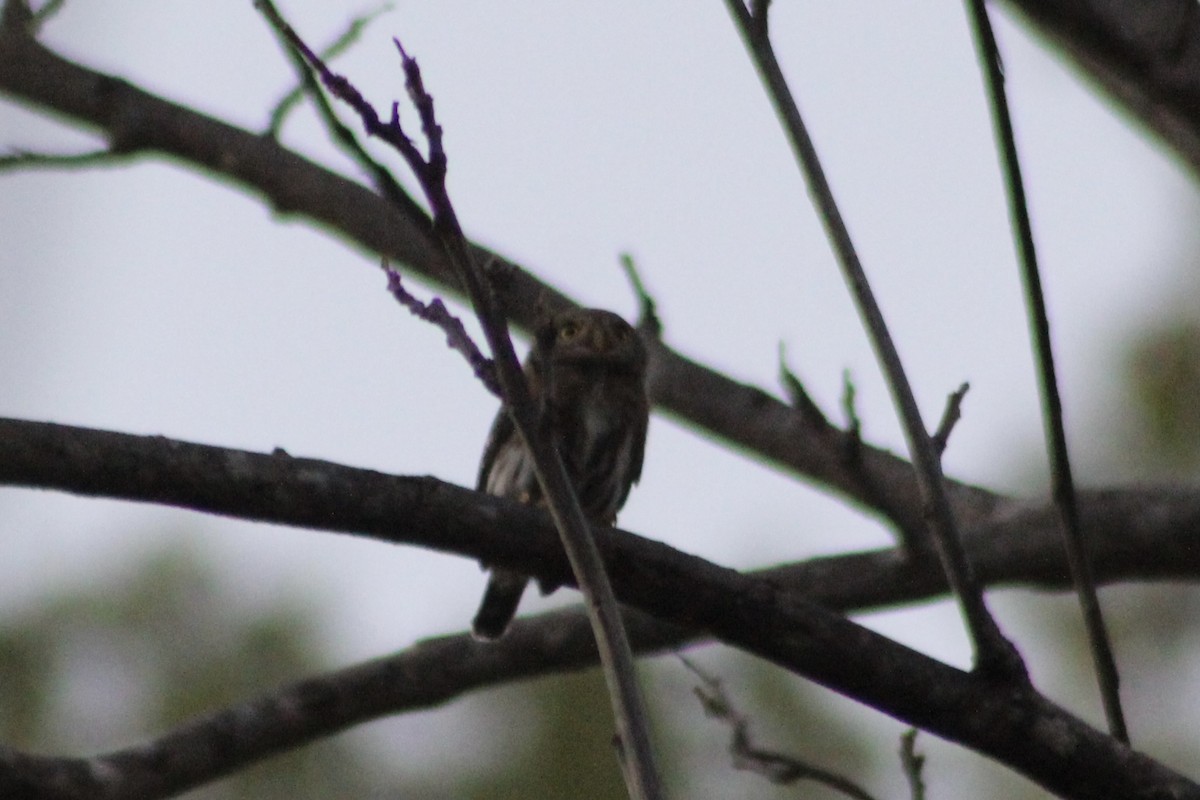 Colima Pygmy-Owl - ML512526361