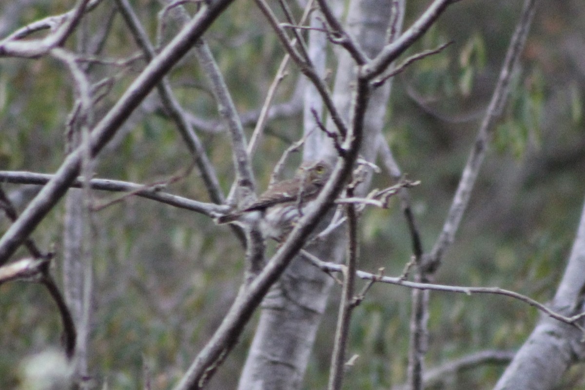 Colima Pygmy-Owl - ML512526371