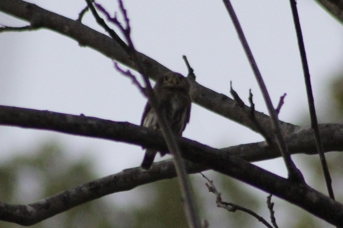 Colima Pygmy-Owl - ML512526381