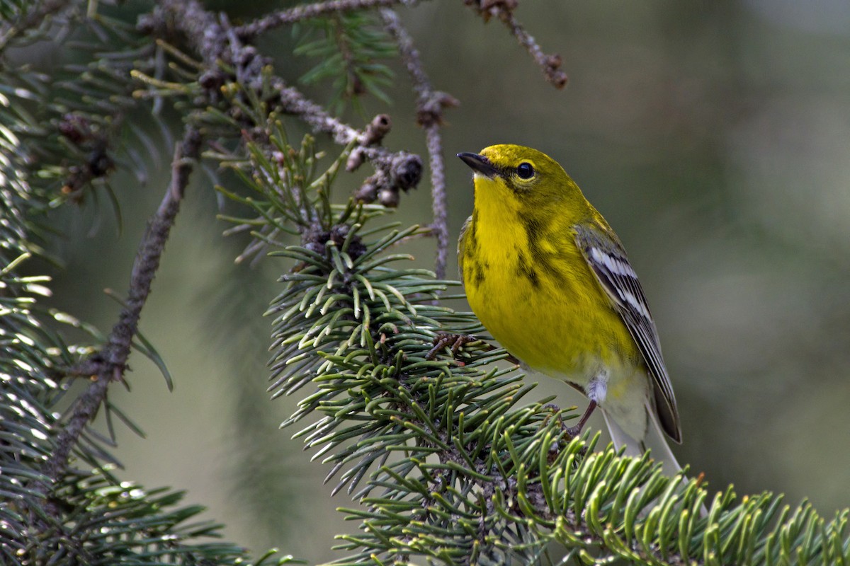 Pine Warbler - Rob Dickerson
